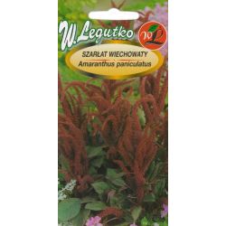 Amarant - paniculate - šarlatový - Semena - W. Legutko