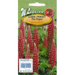 Vytrvalá lupina - The Pages - karmínová - Semena - W. Legutko