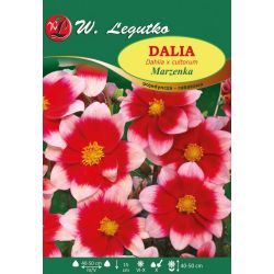 Zahradní jiřina - Marzenka - jednoduchá obruba - třešeň - Cibule a oddenky - W. Legutko