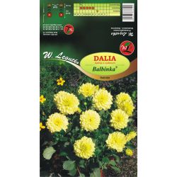 Jiřinka zahradní - Balbinka - Dalinka - citrónově žlutá - Cibule a oddenky - W. Legutko Jiřinka zahradní - Balbinka - Dalinka - citrónově žlutá - Cibule a oddenky - W. Legutko