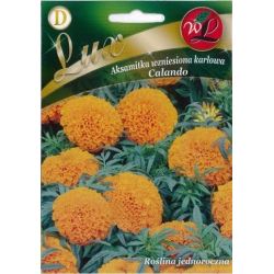 Tagetes - trpasličí - Calando - oranžová - Semena - W. Legutko