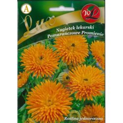 Calendula officinalis - paprsky oranžové - Semena - W. Legutko