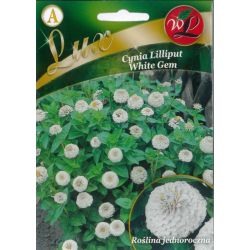Cínie - liliput - bílý drahokam - Semena - W. Legutko