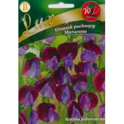 Hrášek - sladký - Matucana - Semena - W. Legutko