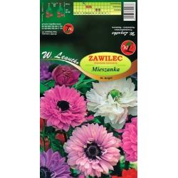 Sasanka - sv. Brigid - mix - 8 ks. - Cibule a oddenky - W. Legutko Sasanka - sv. Brigid - mix - 8 ks. - Cibule a oddenky - W. Legutko