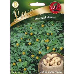 Arašídy - Semena - W. Legutko