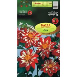 Zahradní jiřina - Jaga - obojková - červenobílá - Cibule a oddenky - W. Legutko