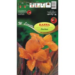 Kanna - Durban - pruhovaný list - Cibule a oddenky - W. Legutko Kanna - Durban - pruhovaný list - Cibule a oddenky - W. Legutko