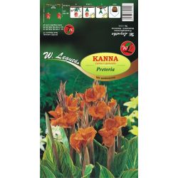 Kanna - Pretoria - pruhovaný list - Cibule a oddenky - W. Legutko Kanna - Pretoria - pruhovaný list - Cibule a oddenky - W. Legutko