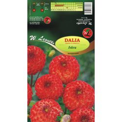 Zahradní jiřina - Iskra - bambulka - červená a žlutá - Cibule a oddenky - W. Legutko