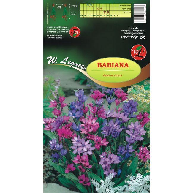 Babiana - směs - Cibule a oddenky - W. Legutko Babiana - směs - Cibule a oddenky - W. Legutko