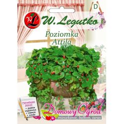 Lesní jahoda - Attila - Semena - W. Legutko