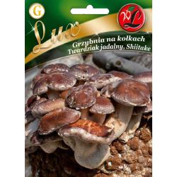 Mycelium na hmoždinkách - Mycelium jedlé - Shiitake - Semena - W. Legutko Mycelium na hmoždinkách - Mycelium jedlé - Shiitake - Semena - W. Legutko