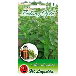 Máta - dlouholistá - Semena - W. Legutko