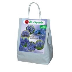 Modré složení - 40 ks. - Cibule a oddenky - W. Legutko Modré složení - 40 ks. - Cibule a oddenky - W. Legutko