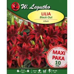 Lily - Black Out - Asijská - červená - 10 ks. - Cibule a oddenky - W. Legutko Lily - Black Out - Asijská - červená - 10 ks. - Cibule a oddenky - W. Legutko