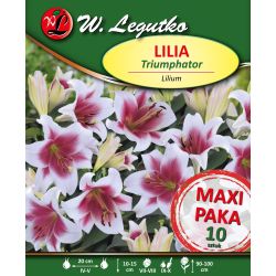 Bílá lilie s červeným středem - Triumphator - Cibule a oddenky - W. Legutko Bílá lilie s červeným středem - Triumphator - Cibule a oddenky - W. Legutko