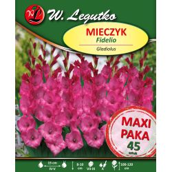 Mečík - Fidelio - velkokvětý - růžový a fialový - 45 ks. - Cibule a oddenky - W. Legutko Mečík - Fidelio - velkokvětý - růžový a fialový - 45 ks. - Cibule a oddenky - W. Legutko