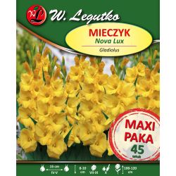 Mečík - vícekvětý - Nova Lux - žlutý - 45 ks. - Cibule a oddenky - W. Legutko Mečík - vícekvětý - Nova Lux - žlutý - 45 ks. - Cibule a oddenky - W. Legutko