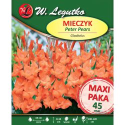 Mečík - velkokvětý - losos - Petr Hrušky - 45 ks. - Cibule a oddenky - W. Legutko Mečík - velkokvětý - losos - Petr Hrušky - 45 ks. - Cibule a oddenky - W. Legutko