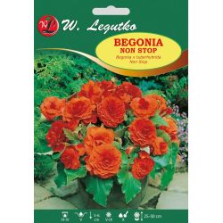 Begonie hlíznatá - Non Stop - oranžová - 1 ks. - Cibule a oddenky - W. Legutko Begonie hlíznatá - Non Stop - oranžová - 1 ks. - Cibule a oddenky - W. Legutko