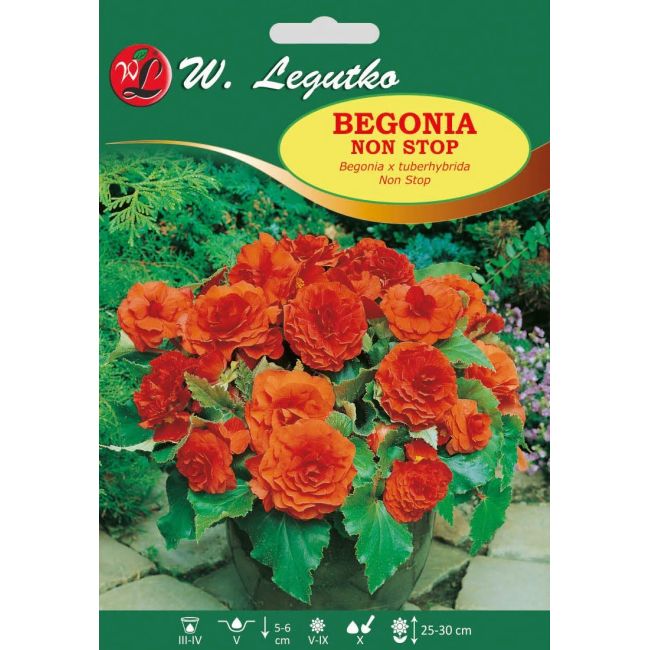 Begonie hlíznatá - Non Stop - oranžová - 1 ks. - Cibule a oddenky - W. Legutko
