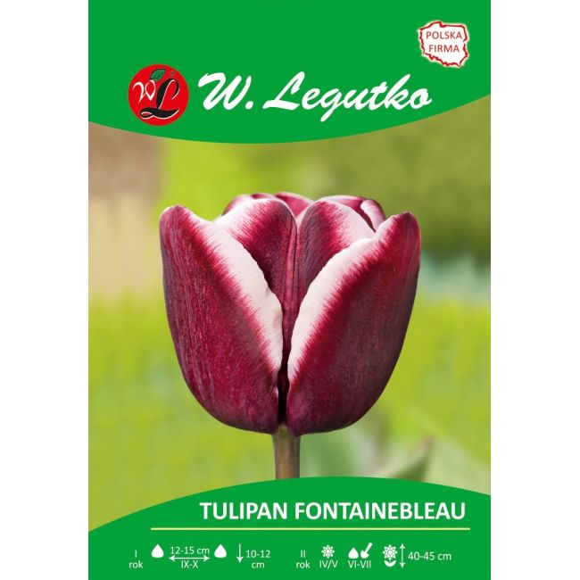 Tulipán - Fontainebleau - Triumph - fialový - 4 ks. - Cibule a oddenky - W. Legutko