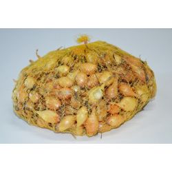 Zimní jarní cibulka - Senshyu Yellow - 250g - Cibule a oddenky - W. Legutko