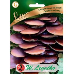 Mycelium na čepech - Variabilní mycelium - Semena - W. Legutko Mycelium na čepech - Variabilní mycelium - Semena - W. Legutko