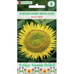 Polské květiny - Okrasná slunečnice - Amor Admir - Semena - W. Legutko