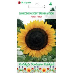 Polské květiny - Okrasná slunečnice - Amor Anter - Semena - W. Legutko