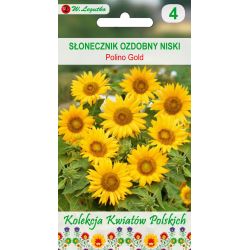 Polské květiny - Okrasná slunečnice - Polino Gold - Semena - W. Legutko