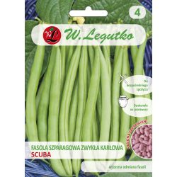 Trpasličí zelené fazolky - Scuba - us. ostřílený - Semena - W. Legutko