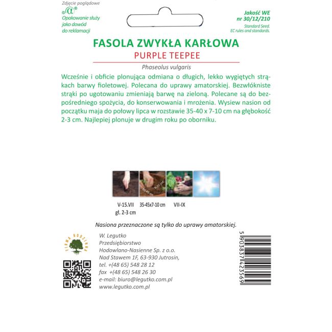 Fazole - zelené fazolky - Purple Teepee - Semena - W. Legutko