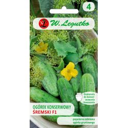 Okurka - konzerva - Śremski F1 - 2g - Semena - W. Legutko