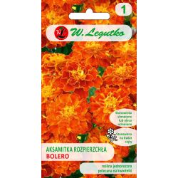 Tagetes rozptýlené - Bolero - Semena - W. Legutko