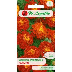Tagetes rozptýlené - Carmen - Semena - W. Legutko