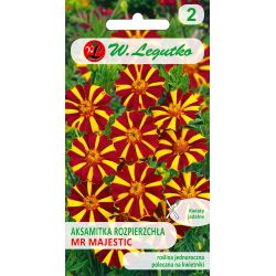 Tagetes rozptýlené - Mr. Majestátní - Semena - W. Legutko