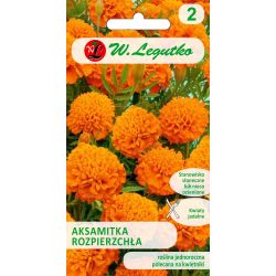 Tagetes - rozptýlené - oranžové - Semena - W. Legutko