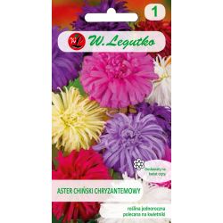 Chryzantéma čínská astra - směs - Semena - W. Legutko