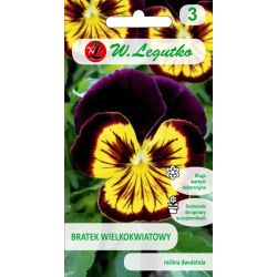 Maceška - švýcarská - hnědá - Semena - W. Legutko