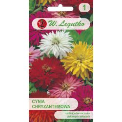 Cínie - chryzantéma - směs - Semena - W. Legutko