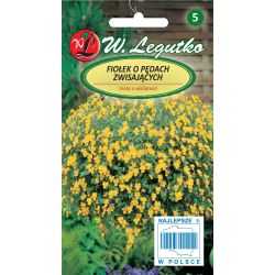 Fialová s převislými výhonky - žlutá - Semena - W. Legutko