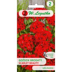 Karafiát vousatý s jednotlivými květy - Scarlet Beauty - Semena - W. Legutko