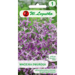 Maciejka - dvourohá - růžová levandule - Semena - W. Legutko