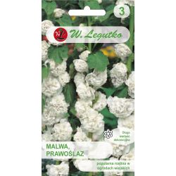 Sléz - Proskurník - bílý - Semena - W. Legutko