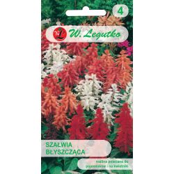 Šalvěj - lesklá - mix - Semena - W. Legutko