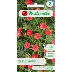 Šarlatový vlk - červený - Semena - W. Legutko