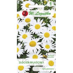 Pyrethrum s jednotlivými květy - bílé - Semena - W. Legutko