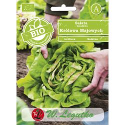 Hlávkový salát - May King - Semena - W. Legutko Hlávkový salát - May King - Semena - W. Legutko